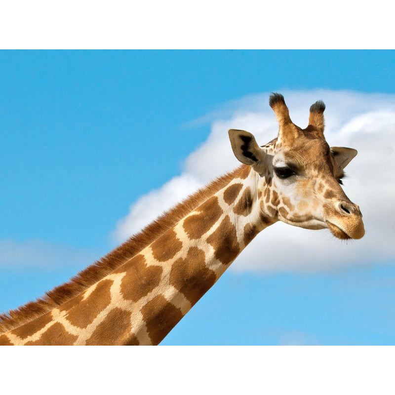 Giraff