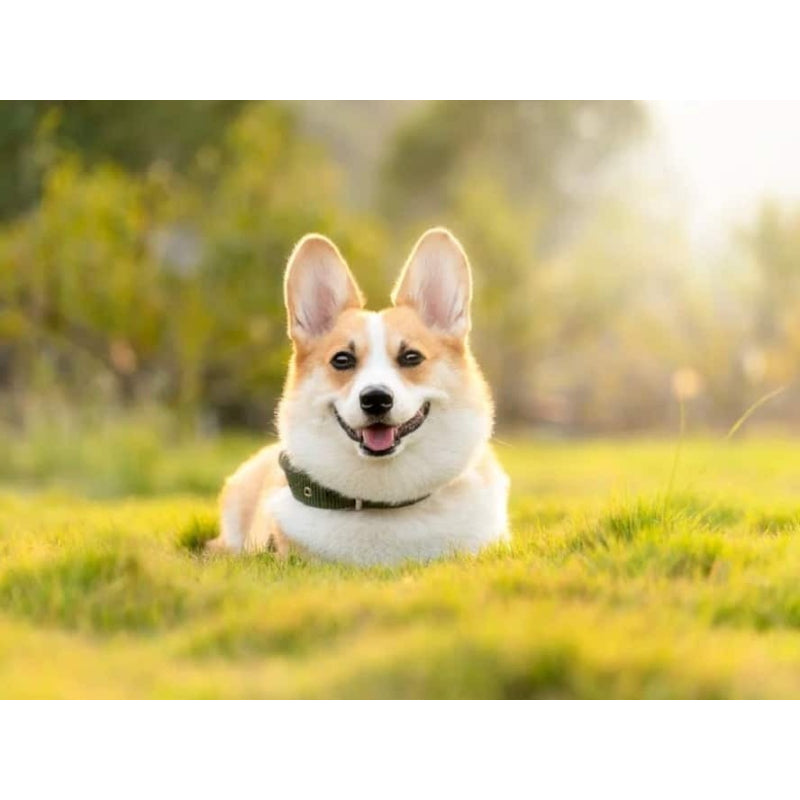 Corgi