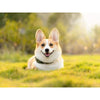 Corgi