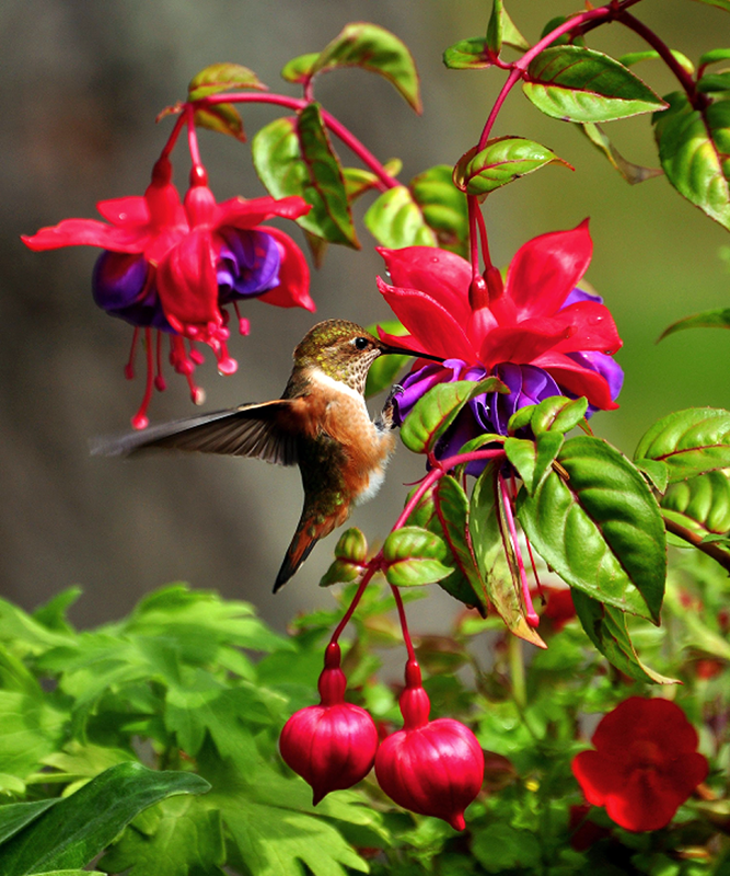 Kolibri