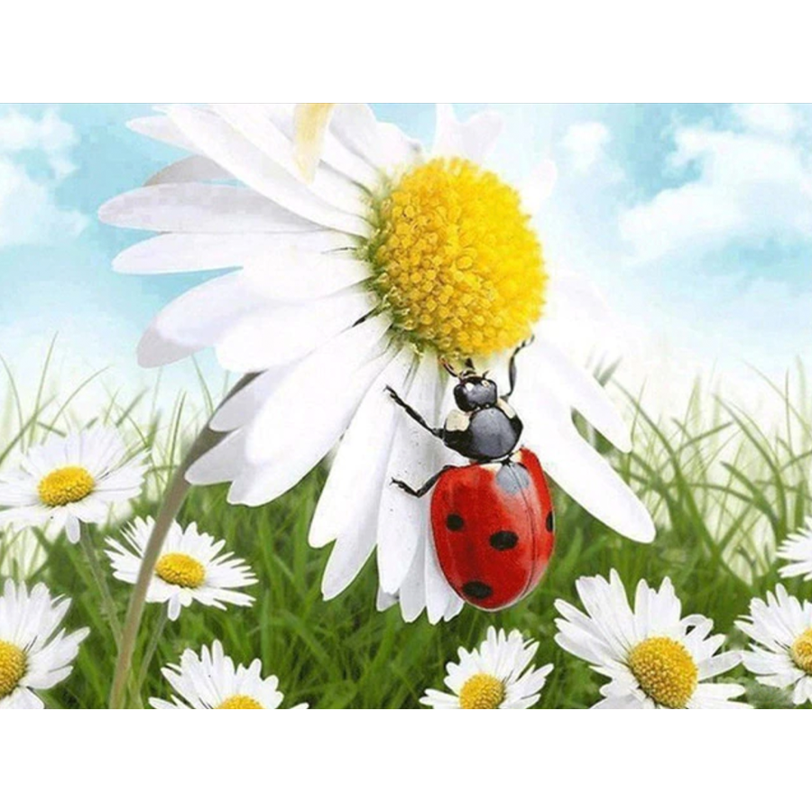 Daisy - Nyckelpiga