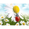 Daisy - Nyckelpiga