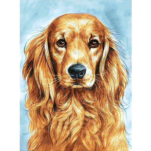 Irländsk Setter