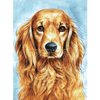 Irländsk Setter