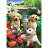 Labrador Valpar